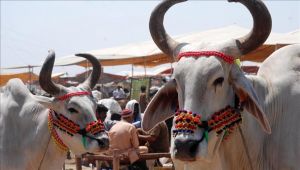 مقترح حكومي بمنح الأبقار هويات يثير حفيظة مسلمي الهند