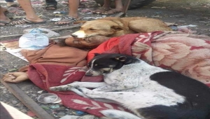 كلاب ضالة تحتضن متشرداً خلال وداعه الأخير في اليمن