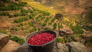 "أمل اليمن".. حملة دولية لخبراء صناعة القهوة يسلطون الضوء على البن اليمني (ترجمة خاصة)