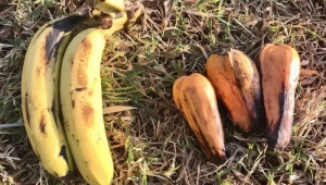 "الموز المزيف" غذاء قد ينقذ العالم في مواجهة ارتفاع حرارة الأرض