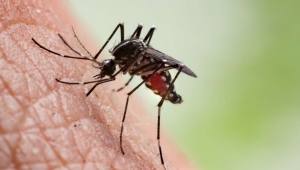 الترصد الوبائي يحذّر من وضع مقلق في عدن بعد تسجيل قرابة 50 ألف حالة إصابة بالملاريا