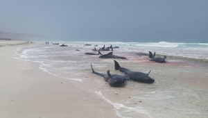 الثروة السمكية توجه بالتحقيق في نفوق العشرات من الدلافين بسقطرى