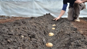 قادمة عبر منفذ الوديعة.. بذور البطاطا الملوثة تهدد الزراعة والأمن الغذائي في اليمن