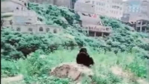 نافذ يسطو على أرضية امرأة في إب ويشق بداخلها طريق إلى أرضيته