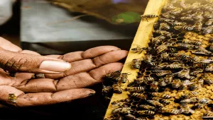 تقرير أممي: العسل في اليمن يعاني الانهيار والصادرات تتراجع و100 ألف عامل مهددون (ترجمة)