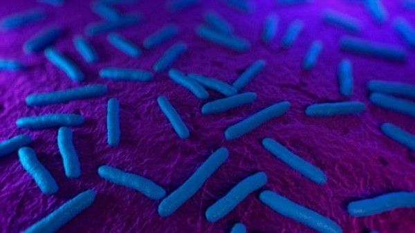 بكتيريا عمرها 15 مليون سنة تعيش في أمعاء البشر