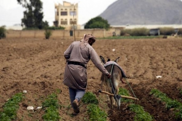 زراعة اليمن تحت وطأة تقلبات المناخ: خسائر كبيرة بعد 6 أشهر من الجفاف