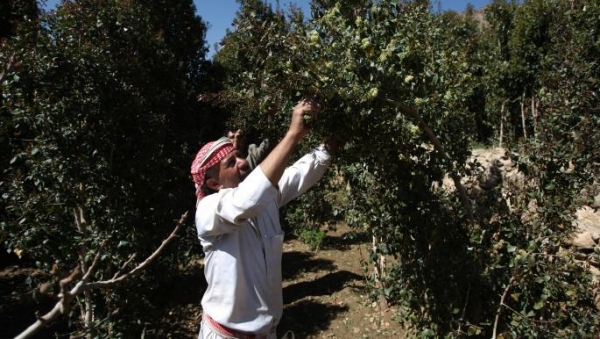 دراسة حديثة تشير لنتائج خطرة: 81% من طلاب الثانوية بصنعاء يتعاطون 