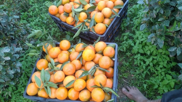 البرتقال الخارجي ينافس المنتج المحلي ويتسبب بكساد واسع للحمضيات اليمنية (تقرير)