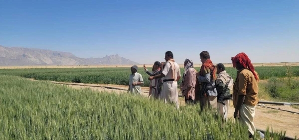 تقرير أممي: تراجع إنتاج الحبوب في اليمن 13 بالمئة