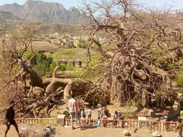 عمرها ألفي عام.. انشقاق مفاجئ لشجرة 