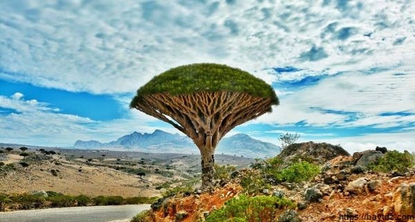 جميح: انتهاكات المواقع المحمية من أهم مهددات سقطرى للخروج من 