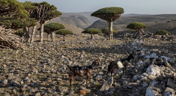 تقرير أمريكي: الصراع في سقطرى يهدد بقاء 