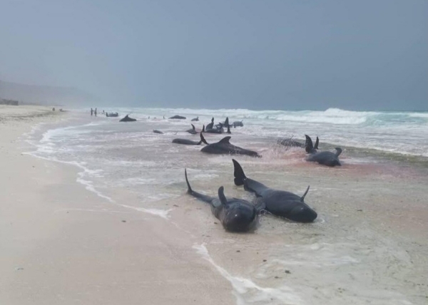 نفوق عشرات الدلافين على شواطئ سقطرى.. ظاهرة طبيعية أم أنشطة مشبوهة؟ (تقرير)