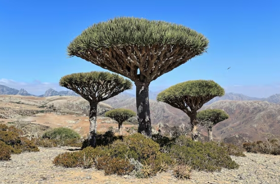 صحيفة إسبانية تكشف ممارسات الإمارات في سقطرى وتطلق جرس إنذار لإنقاذ الأرخبيل (ترجمة خاصة)