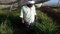 بتجارب ذاتية.. مزارع ينجح في زراعة الأرز لأول مرة في حضرموت (تقرير خاص)