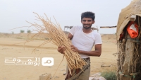تضرر تجارة وزراعة الأراك شمال غرب اليمن بسبب الحرب وإغلاق المنافذ (تقرير مصور)