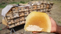 لقاء يناقش خطط وبرامج تطوير قطاع العسل في اليمن
